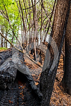 Woods after a fire