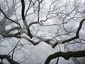 Woods in the fog photo