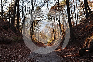 In the woods in full autumn. Trentino Alto Adige. Italy photo