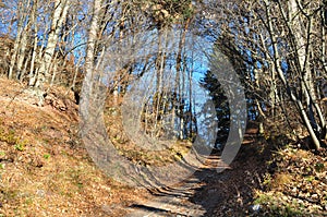 In the woods in full autumn. Trentino Alto Adige. Italy photo