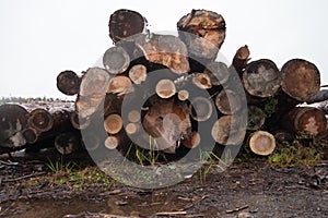 Woods on the ground. Autumn