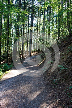 Woods in italy, abetone, bosco in Italia, toscans photo