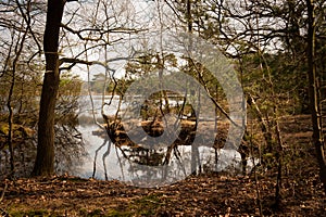 Woods at Leersumse Velds