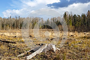 Woods logging stump after deforestation woods