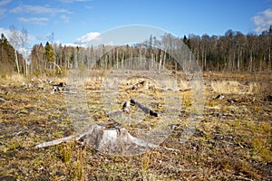 Woods logging stump after deforestation woods