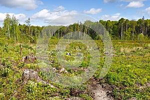 Woods logging stump after deforestation woods