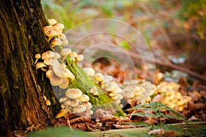 Woods mushrooms detail