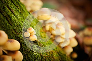 Woods mushrooms detail