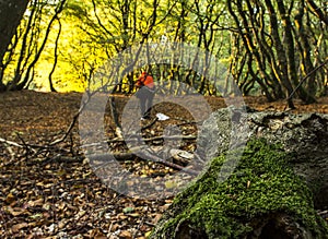 Woods opening lighting photographer trees