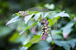 Woods plant berries buds