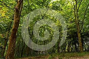 Woods of Rainha D. Leonor , in Caldas da Rainha - Portugal, borders the Parque D. Carlos I and is characterized by its photo