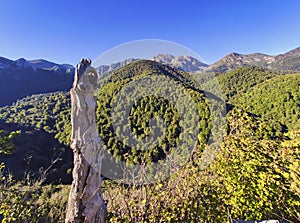 Woods in Redes Natural Park seen from the way to Branagallones, Redes Natural Park and Biosphere reserve, Asturias, Spain photo