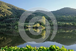 Woods Reflection On Iskar River, Bulgaria