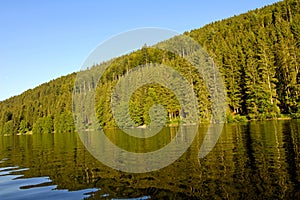 Woods Reflections in Titisee