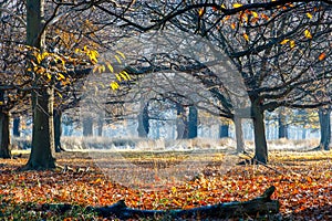 Woods in Richmond Park