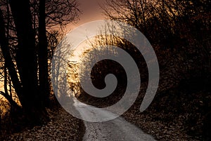 Woods road at sunset