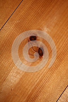 Woods seeing eyes close up abstract texture plate of pine wood with a branch eye knot hole background brown yellow wooden stock