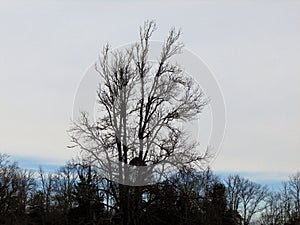 Woods in Southern New Jersey