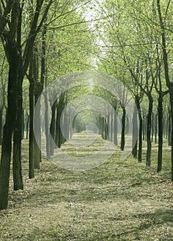 Woods in spring