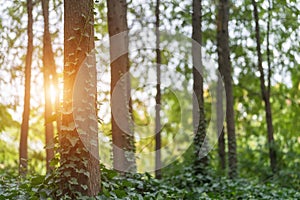 Woods and sunshine in park