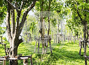 Woods surround trees in the garden