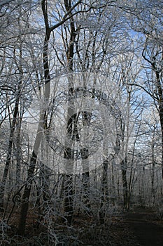 Woods in wintertime with frosted trees