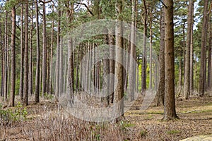 Woods with young trees of pine