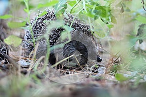 Woodsman hedgehog