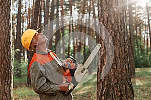 Woodsman wearing uniform and protective helmet holding saw in hands and looking , at high tree he needs to cut, professional