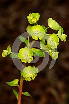 Woodspurge Euphorbia amygdaloides detail of crescent shaped flower bracts and seed capsules