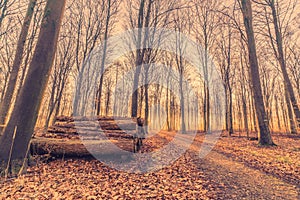 Woodstack in a forest sunrise