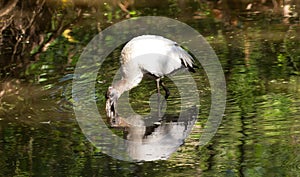 Woodstork in Corkscrew Sanctuary Florida