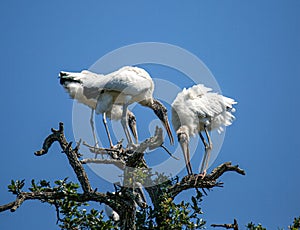 Woodstork Dancing on a Tree