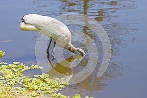 Woodstork Drinking Water With Face Submerged