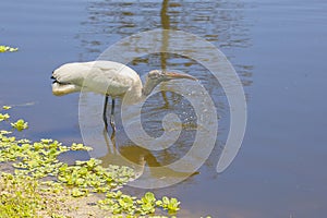 Woodstork Drinking Water By A Lake