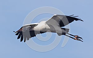 Woodstork Soaring over Wakodahatchee Wetlands