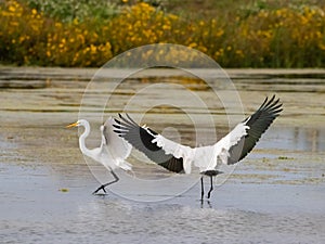 WoodStork and White Egret in Florida