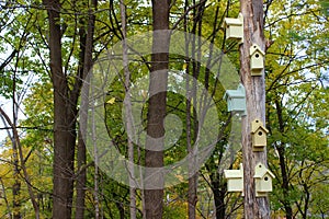 Woodsy image of old weathered tree covered in bright and colorful birdhouses