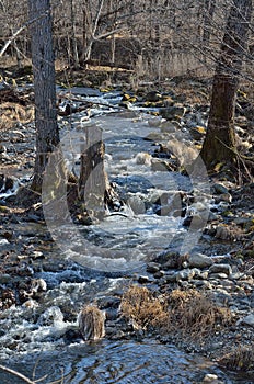 Woodsy mountain river 1 photo