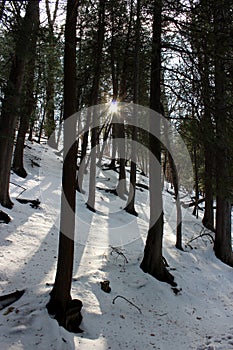Woodsy scene with freshly fallen snow and sunlight streaming through trees along a hikers`  path