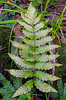 Woodwardia fern leaf photo