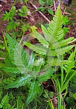 Woodwardia fern leaf photo