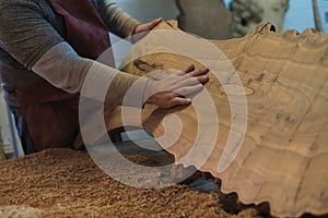 The woodworker examines the grain patterns of a beautiful burl slab. Each line and knot narrates the history of the tree