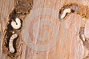 Woodworm