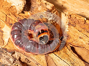 Woodworm caterpillar gnaws through a tree trunk.Close up