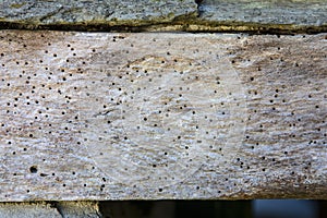 Woodworm photo