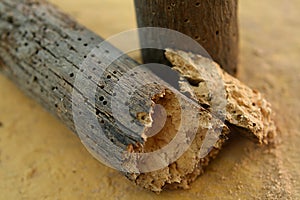 Woodworm holes in a crumbled piece of wood