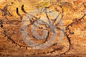 Woodworm tunnels in coniferous wood. Pine infested by bark beetles photo