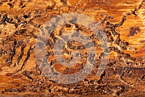 Woodworm tunnels in coniferous wood. Pine infested by bark beetles photo