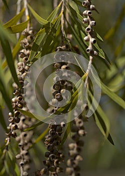 Woody cup-shaped capsules of Melaleuca citrina, the common red bottlebrush